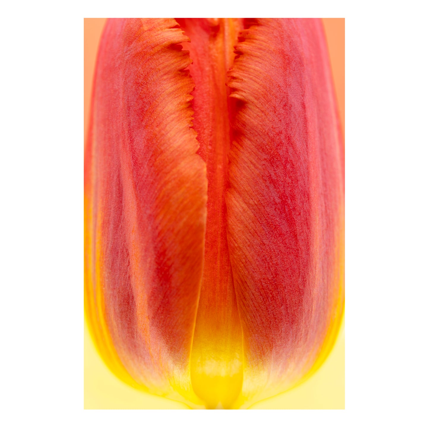 Framed Fine Art Print - Fiery Bud