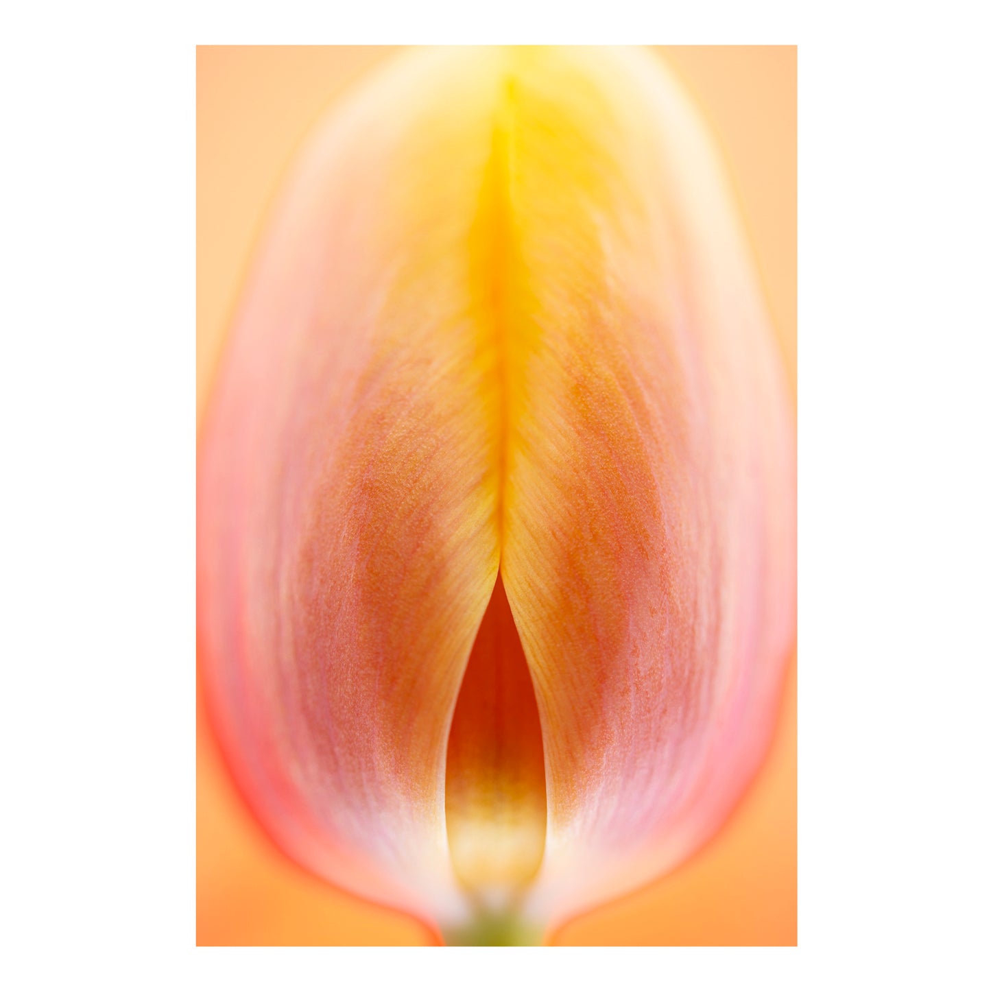 Framed Fine Art Print - Radiant Bud