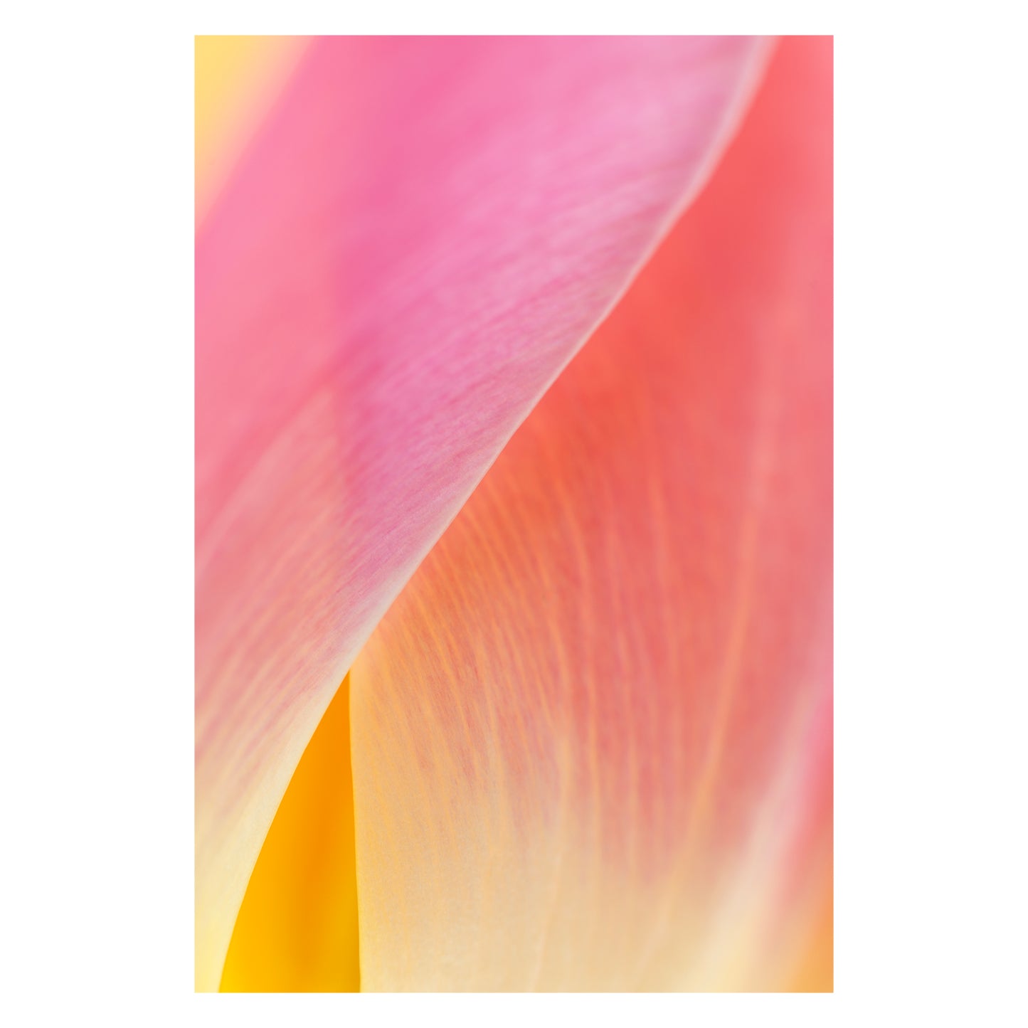 Framed Fine Art Print - Blush Brushstrokes