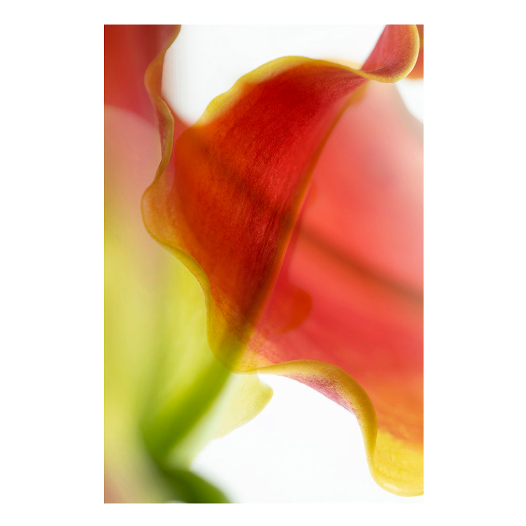 Framed Fine Art Print 75x100cm - Flame & Glory II