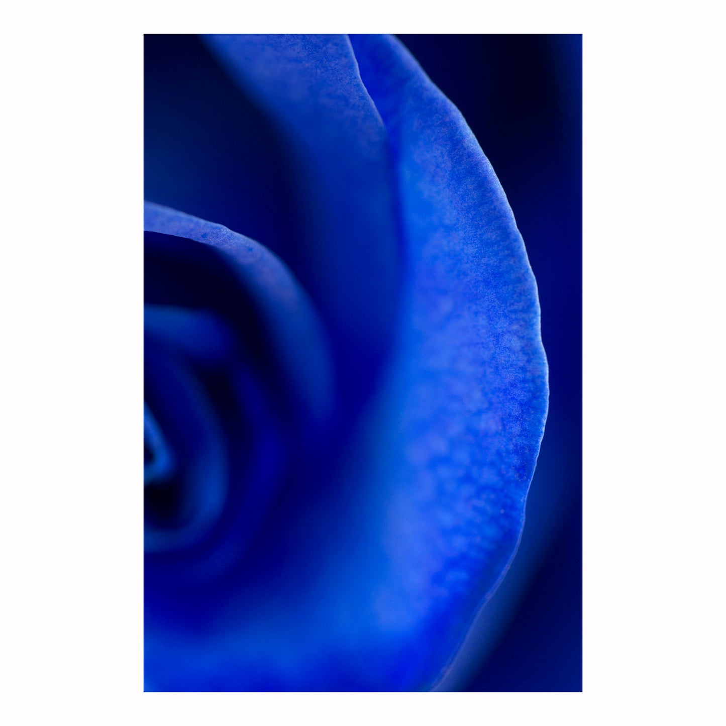 Framed Fine Art Print 30x40cm - Midnight Rose