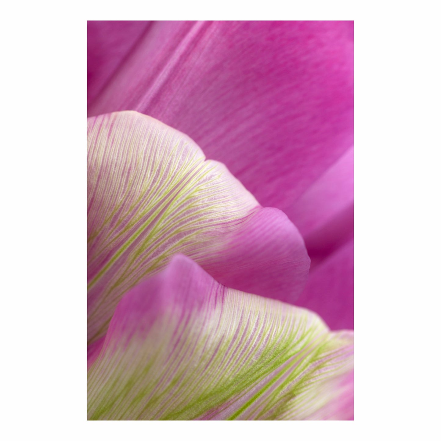 Framed Fine Art Print 50x75cm - Flowing Flora II