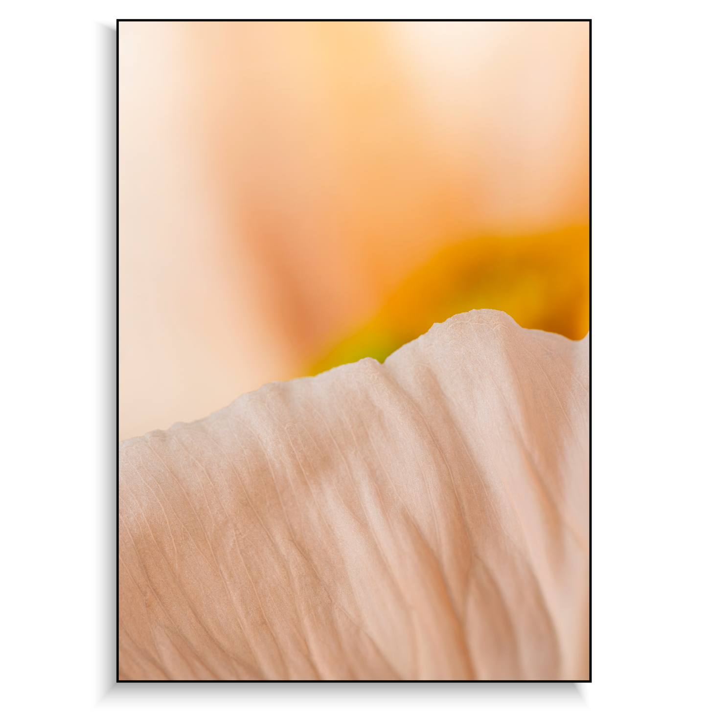 Fine art print | Poppy I