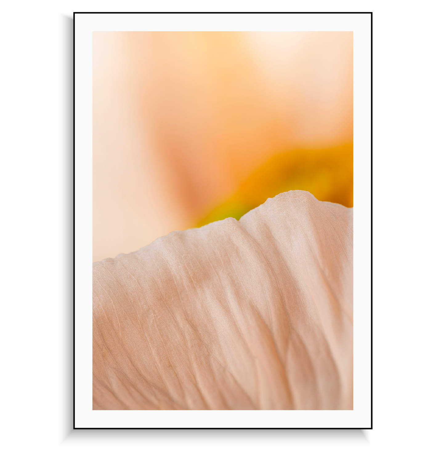 Fine art print | Poppy I