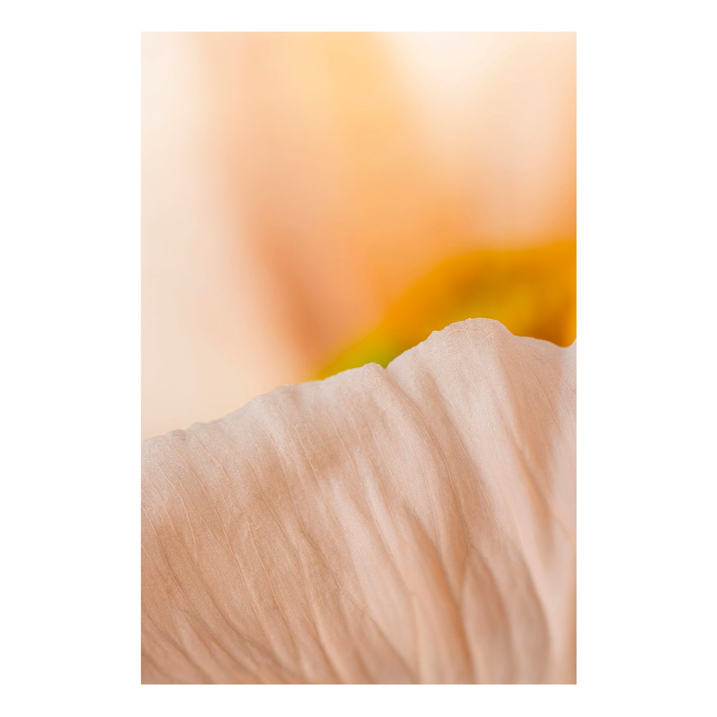 Fine art print | Poppy I