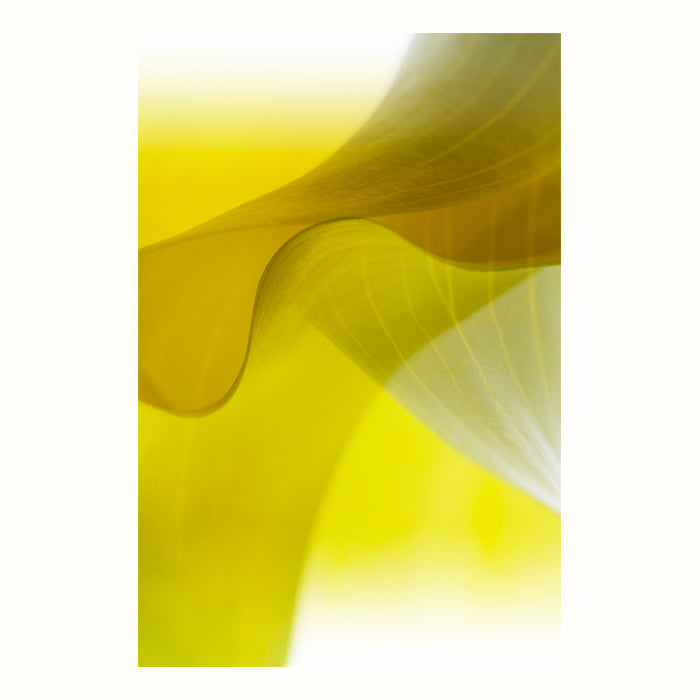 Fine art print | Dancing Calla I