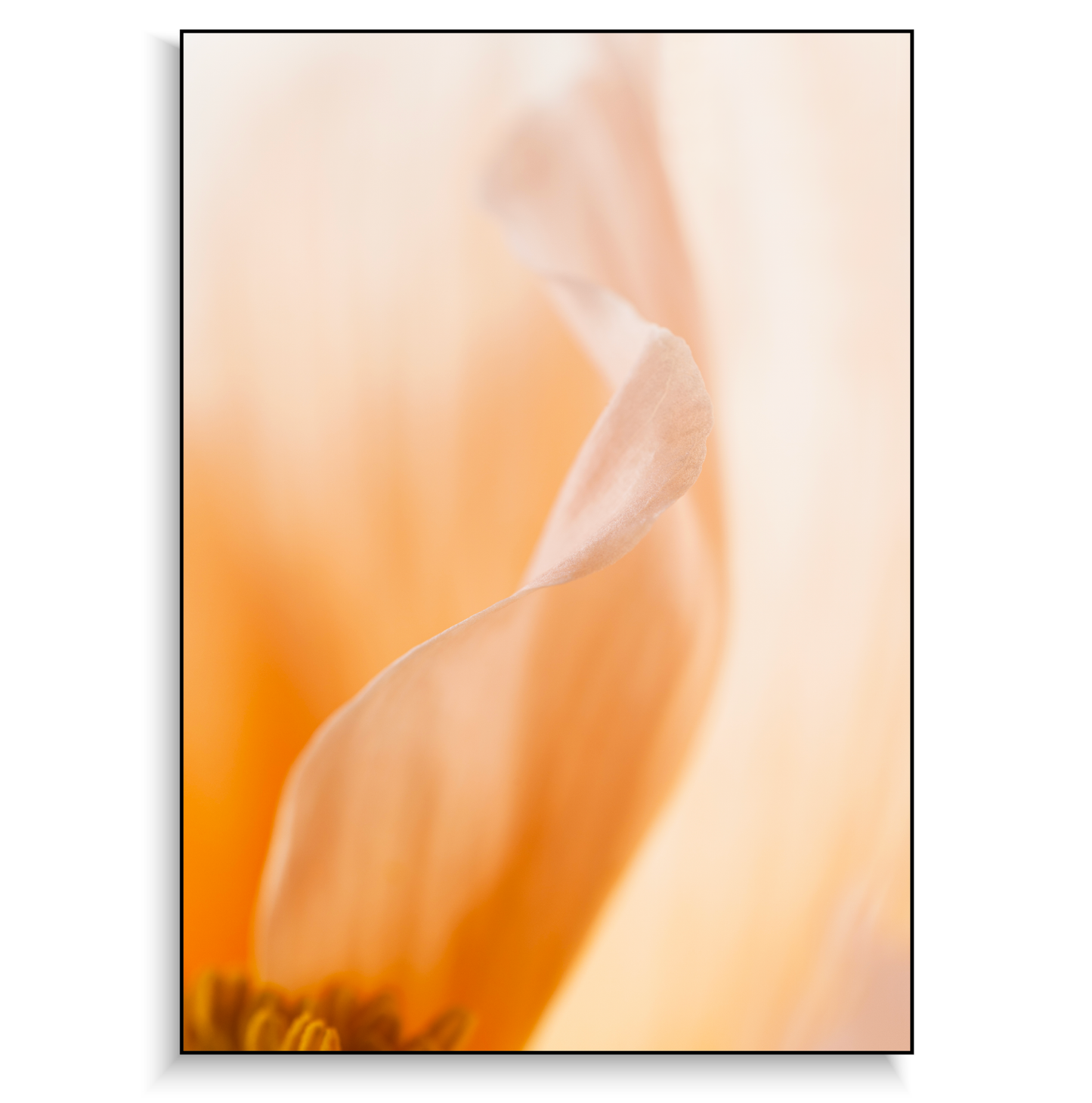 Fine art print | Poppy II