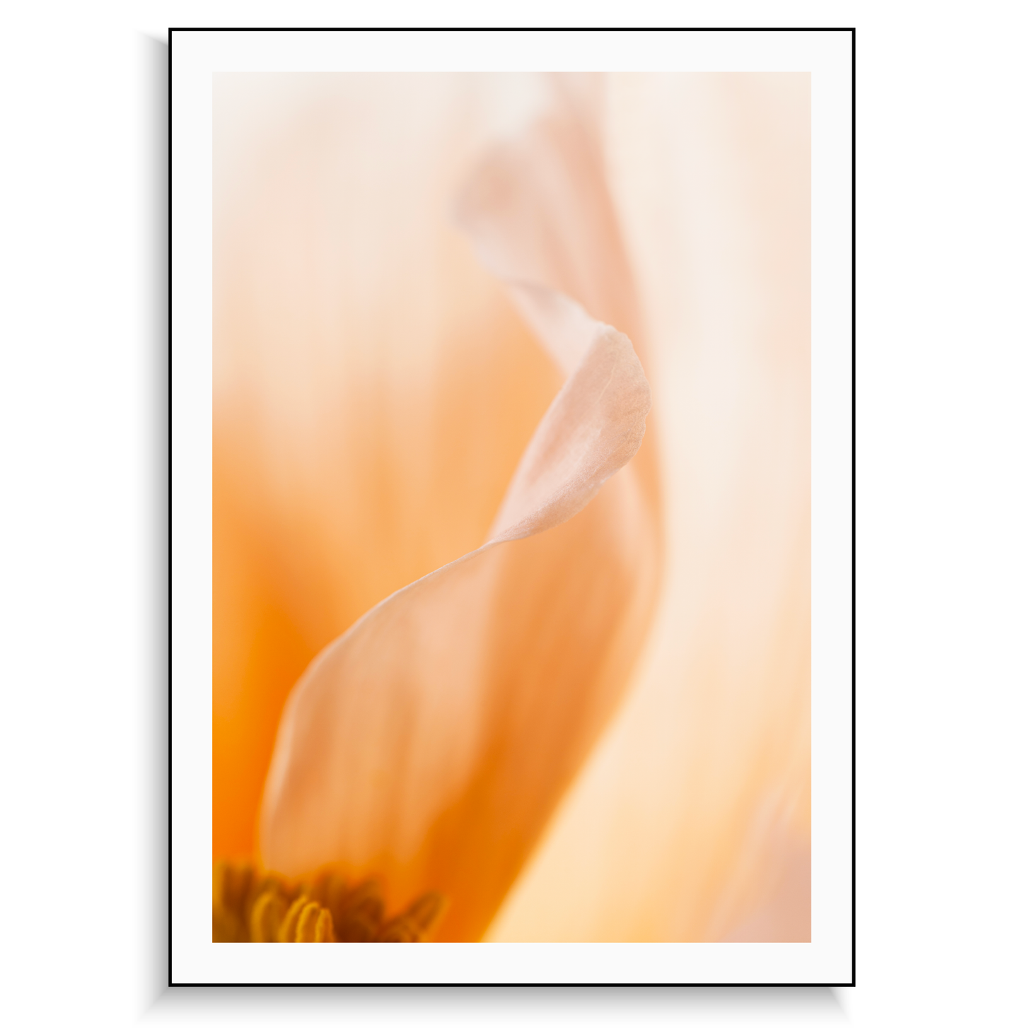 Fine art print | Poppy II