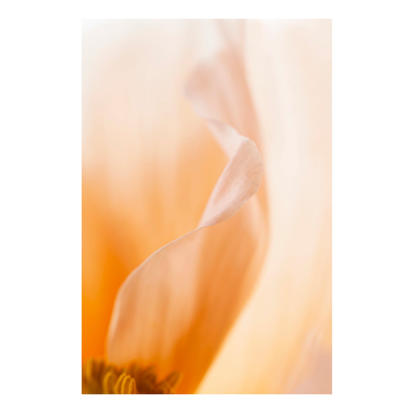 Fine art print | Poppy II