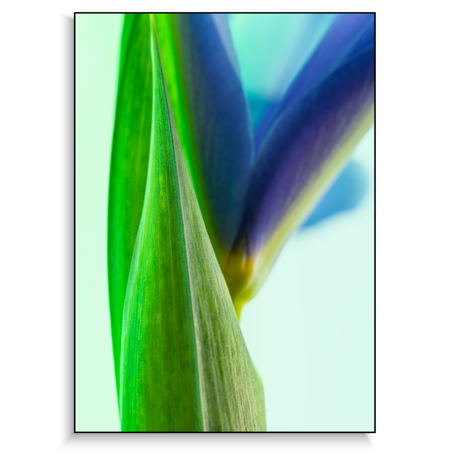 Fine art print | Emerging