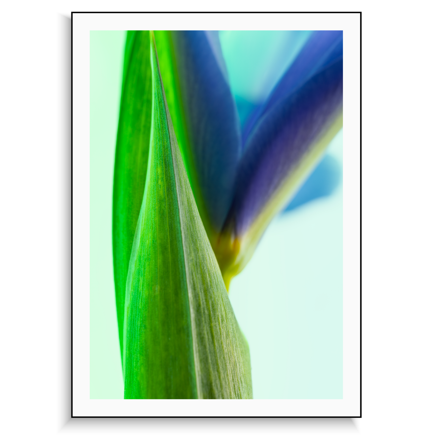 Fine art print | Emerging