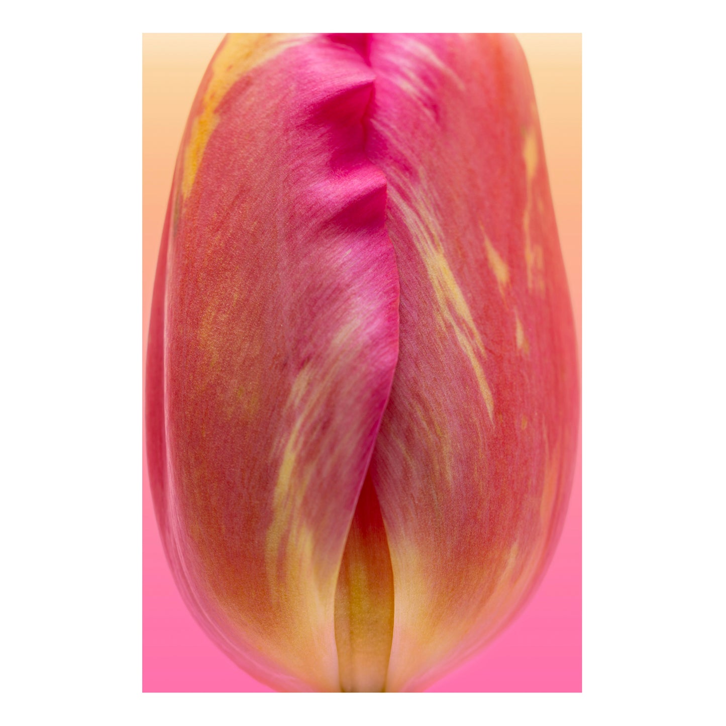 Fine art print | Bashful Bud