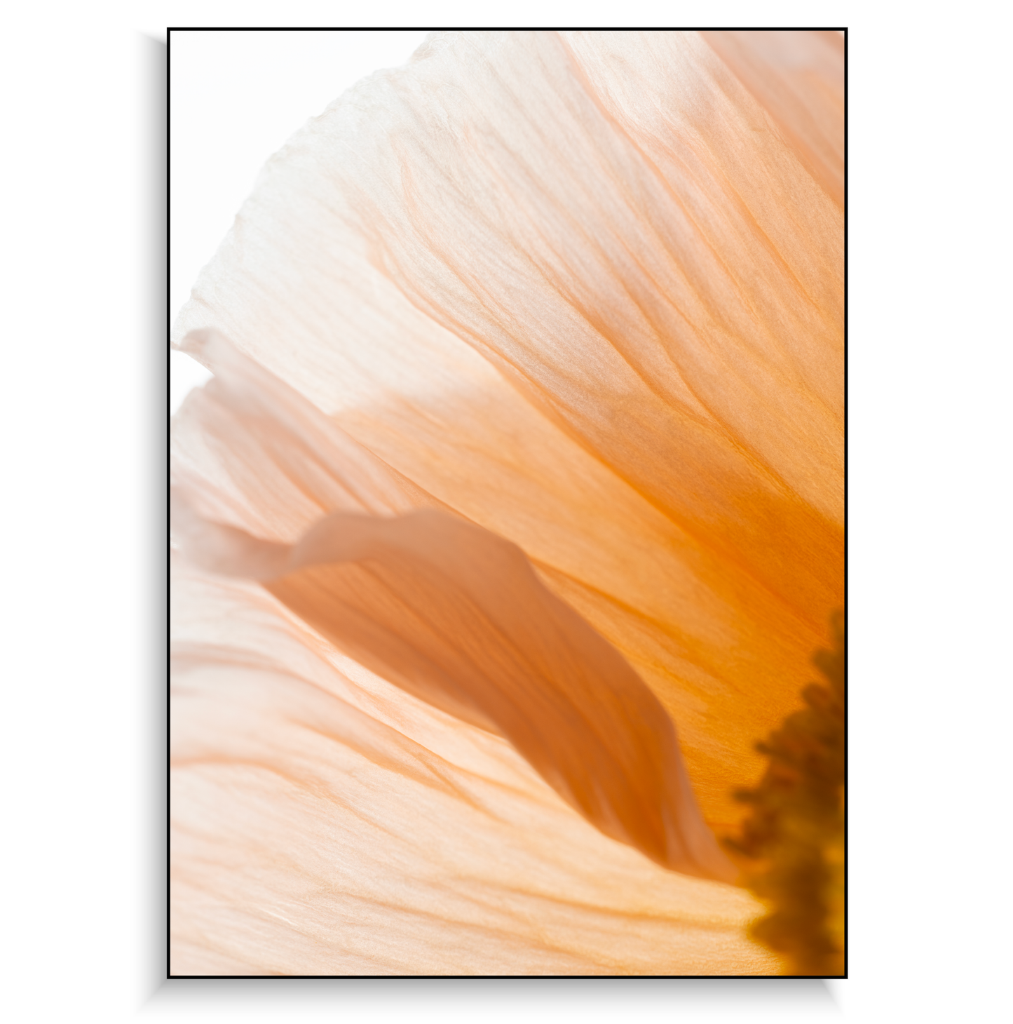 Fine art print | Poppy III