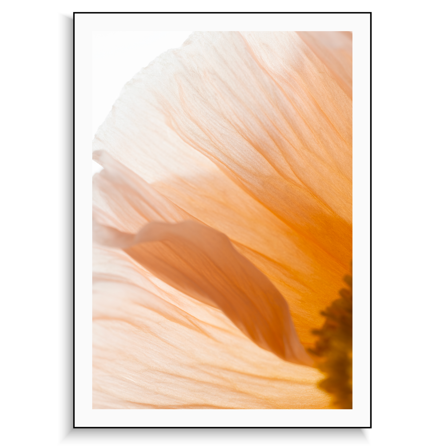 Fine art print | Poppy III