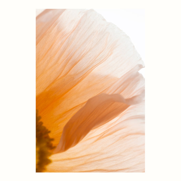 Fine art print | Poppy III