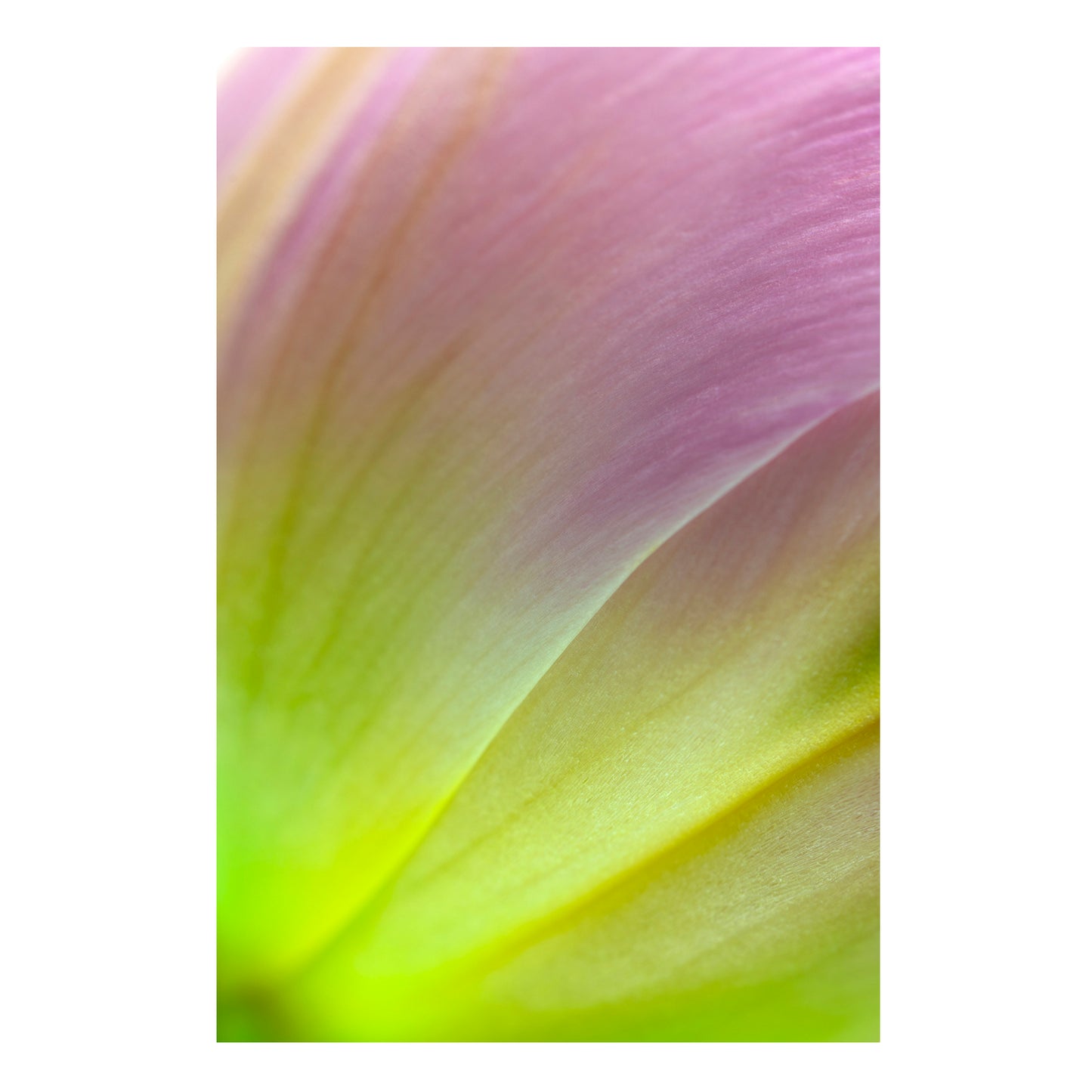 Fine art print | Luminous Brushstrokes