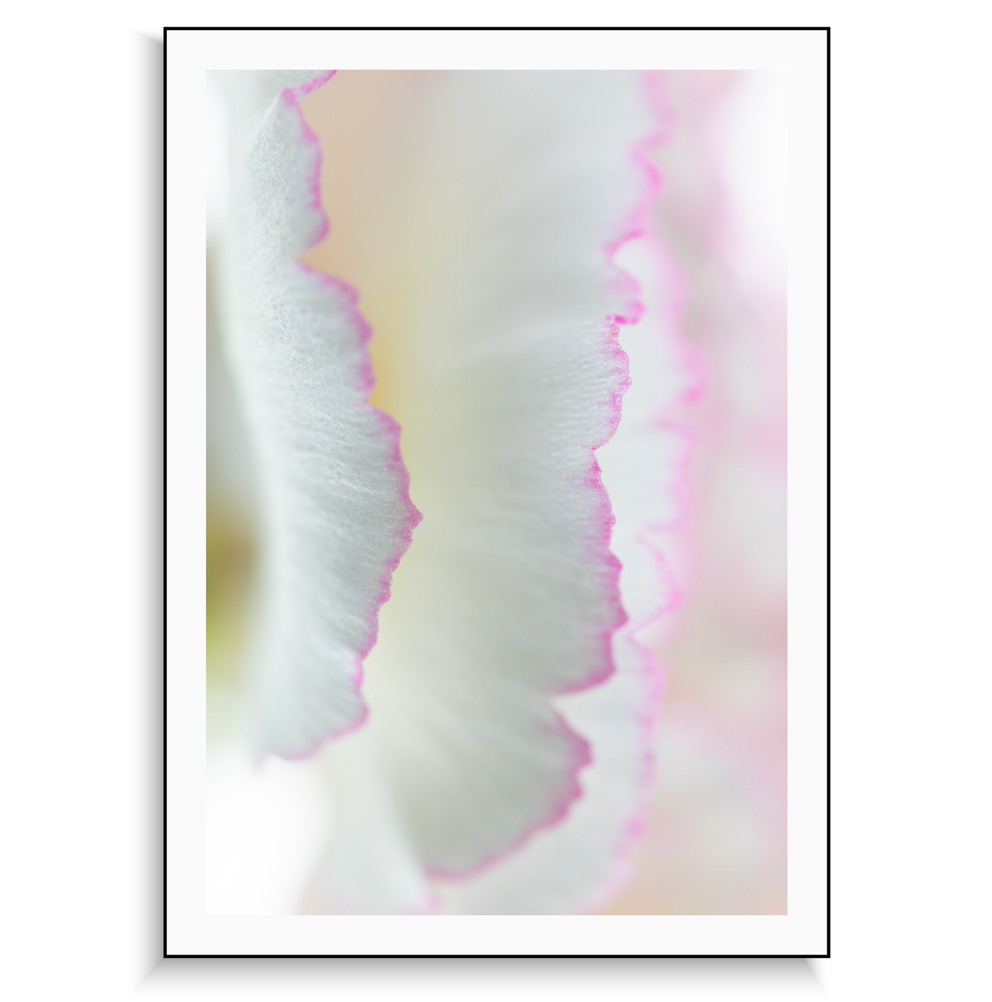 Fine art print | Delicate Carnation