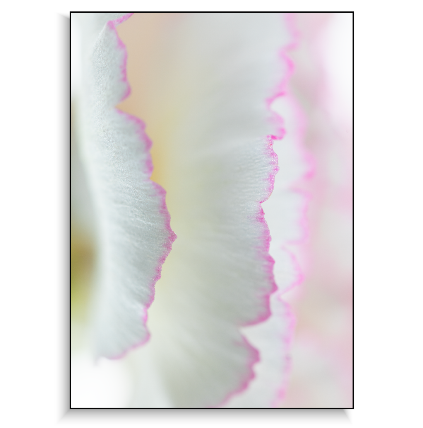 Fine art print | Delicate Carnation