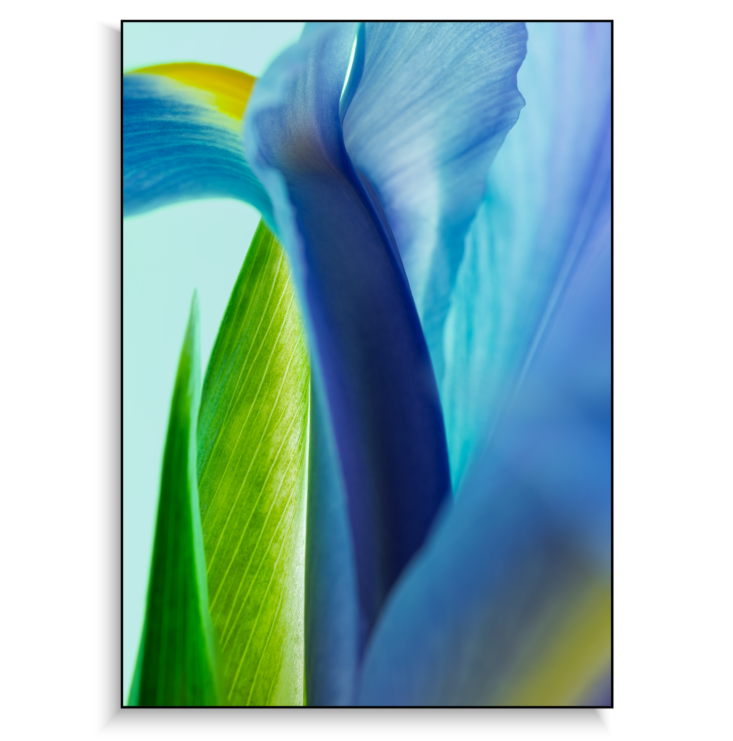 Fine art print | Blossomed