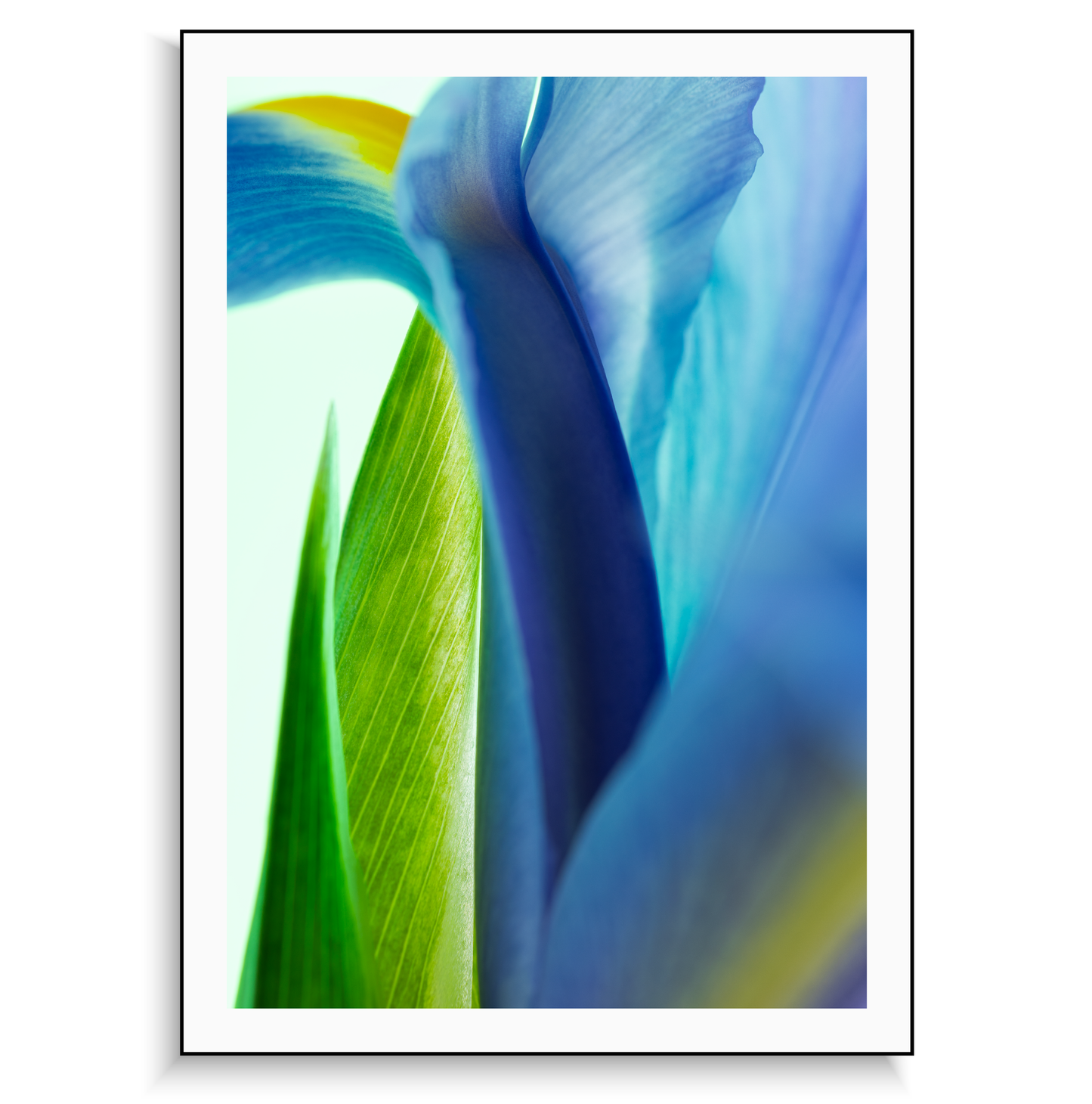 Fine art print | Blossomed