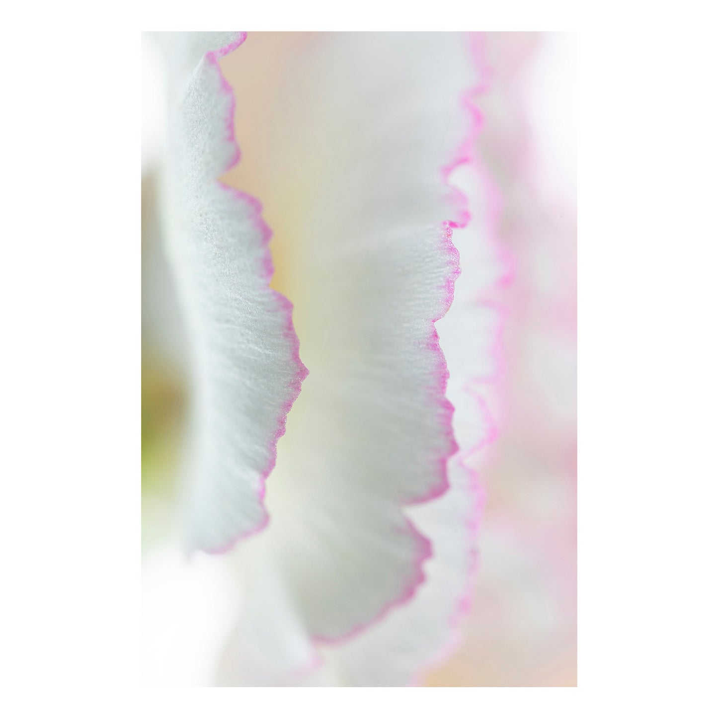 Fine art print | Delicate Carnation