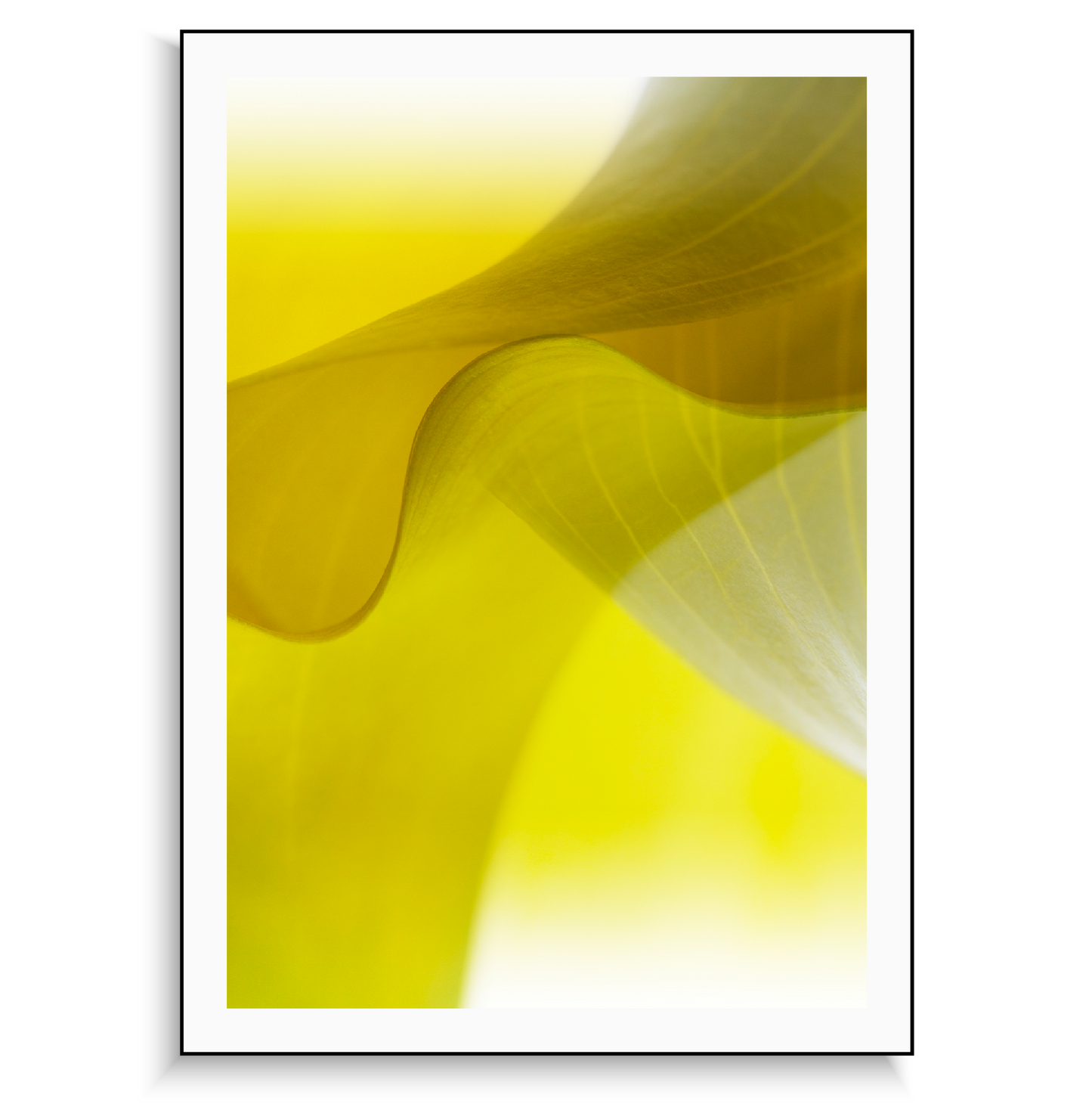 Fine art print | Dancing Calla I