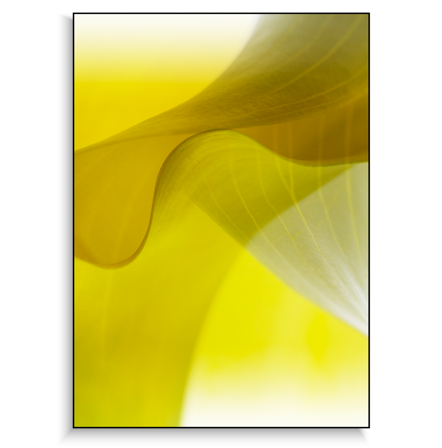 Fine art print | Dancing Calla I