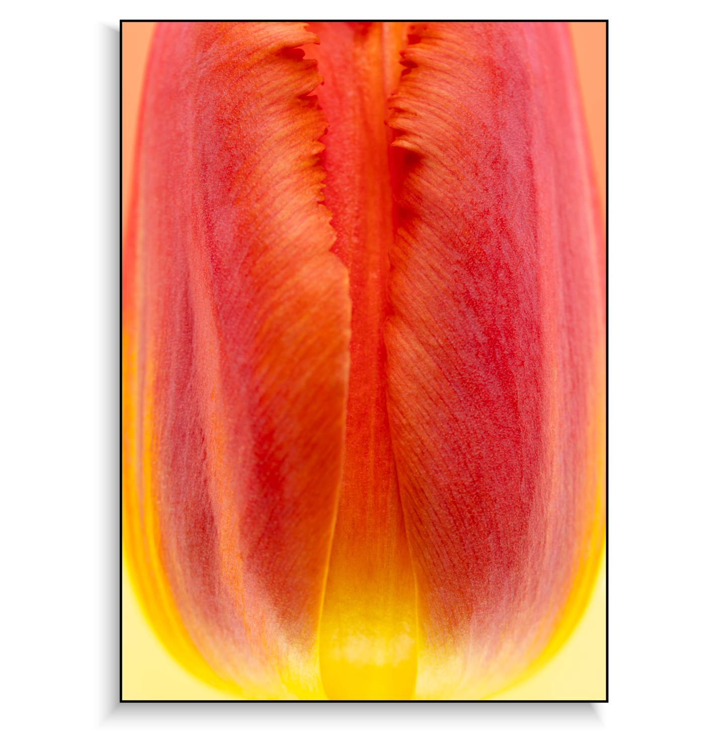 Fine art print | Fiery Bud