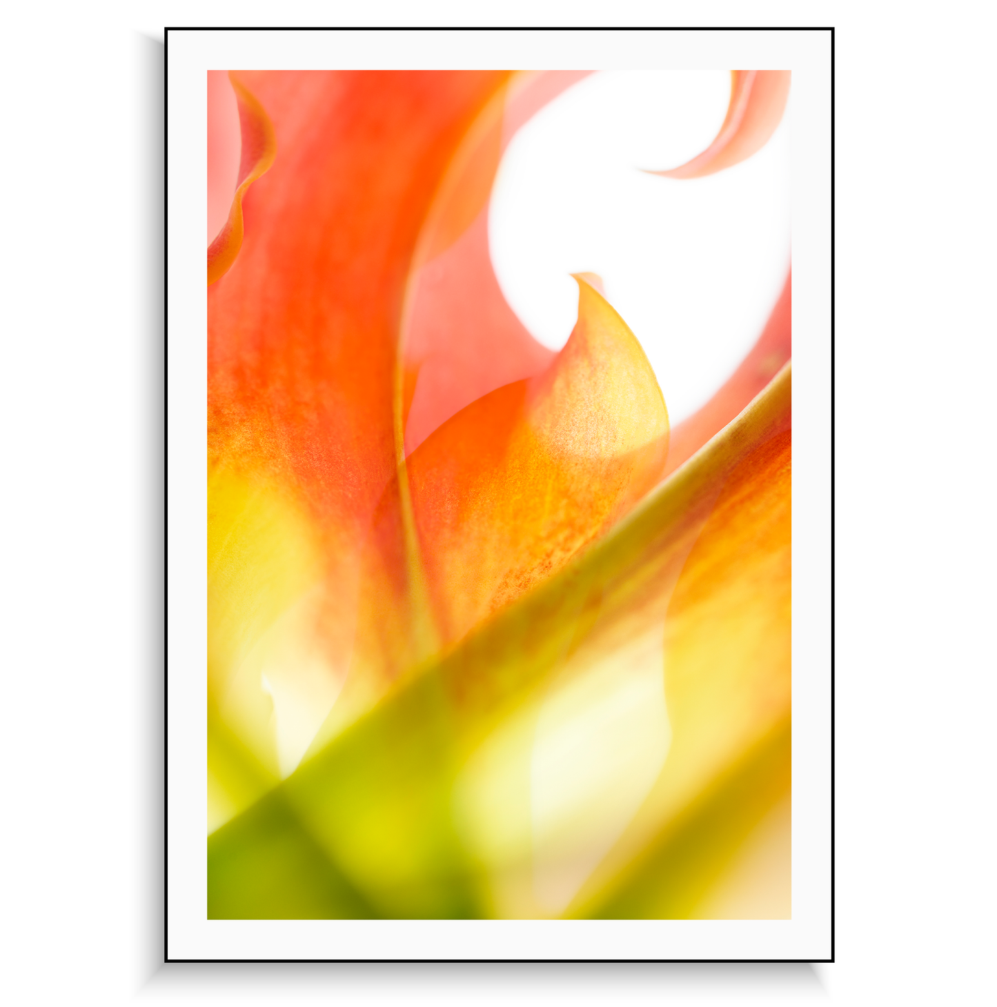 Fine art print mounted on Dibond | Flame & Glory I