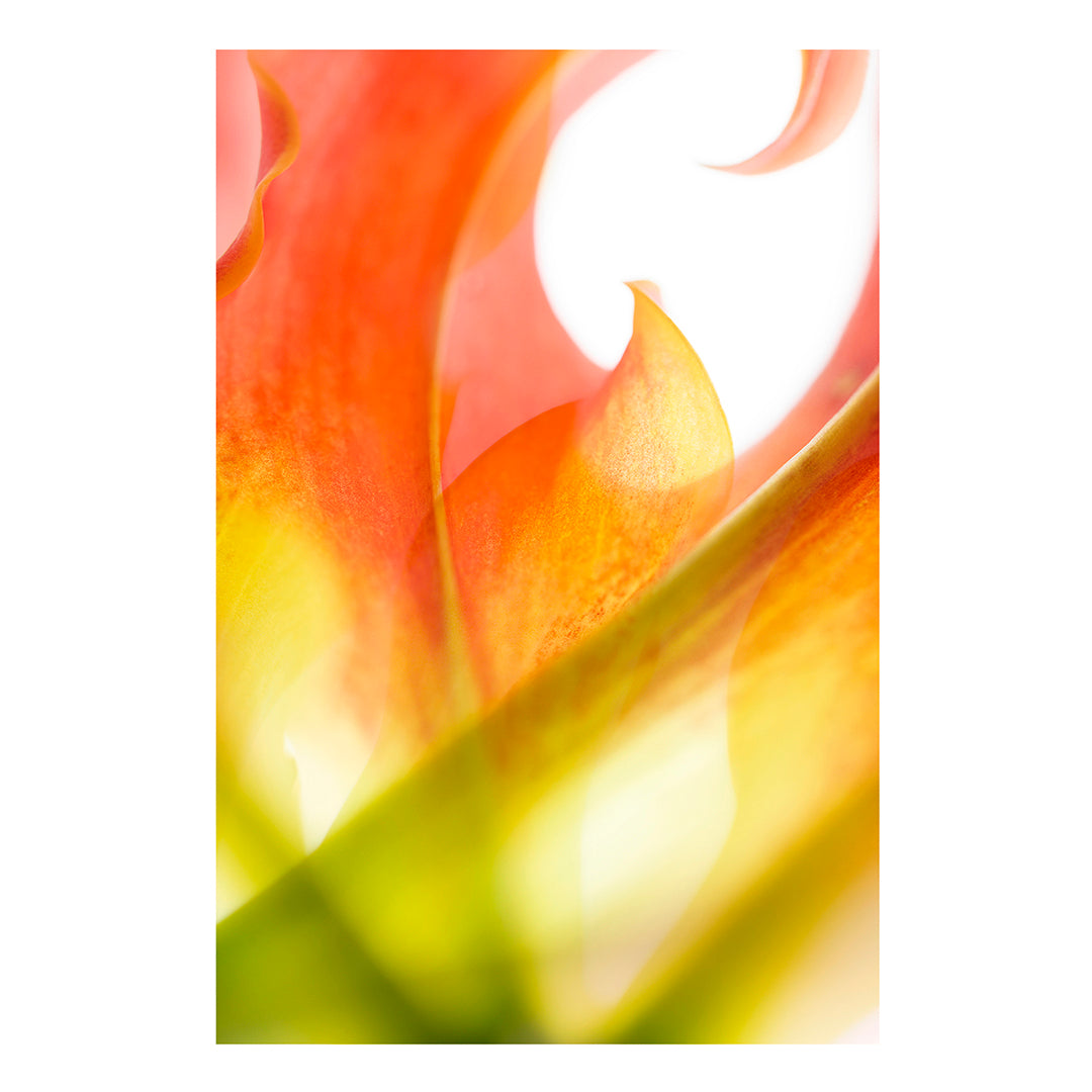 Fine art print mounted on Dibond | Flame & Glory I