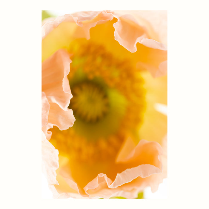 Framed Fine Art Print 75x100cm - Poppy V