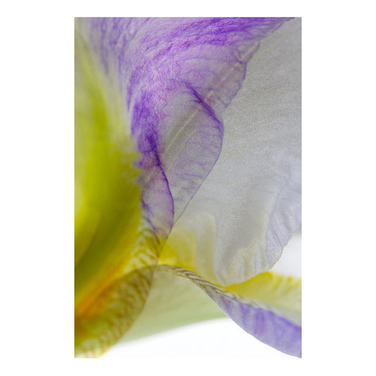 Fine art print mounted on Dibond | Iris Flow