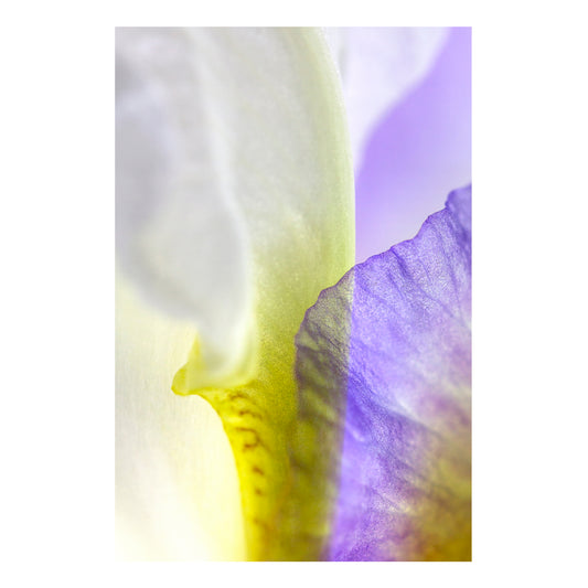 Fine art print | Iris Fusion