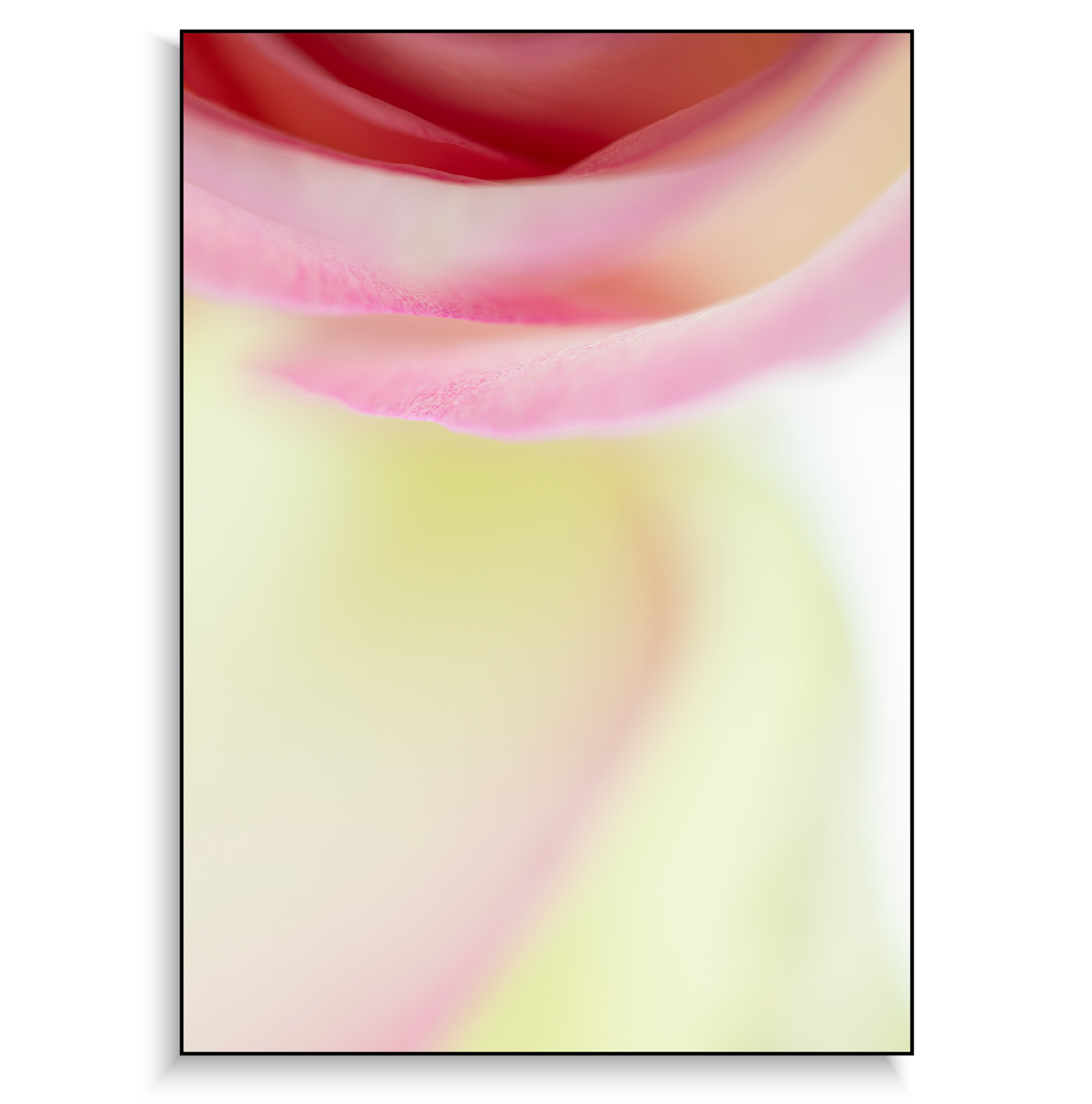 Fine art print | Rose swirl