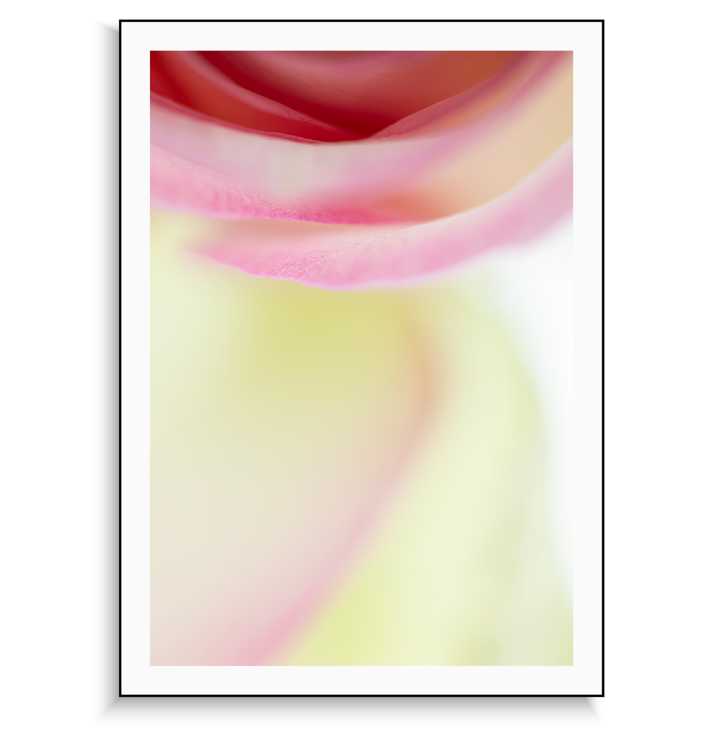 Fine art print | Rose swirl