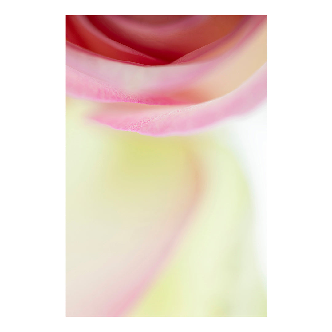 Fine art print | Rose swirl