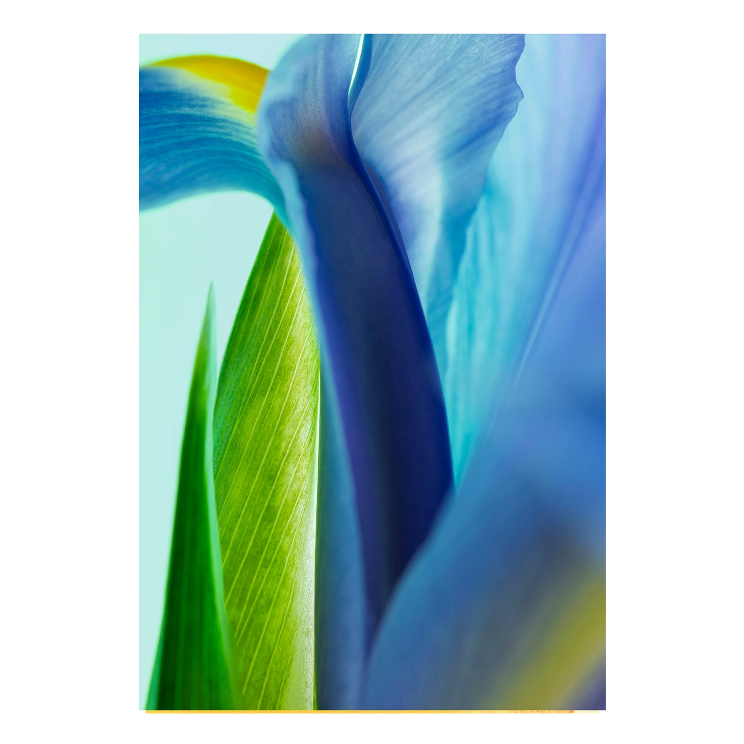 Fine art print | Blossomed