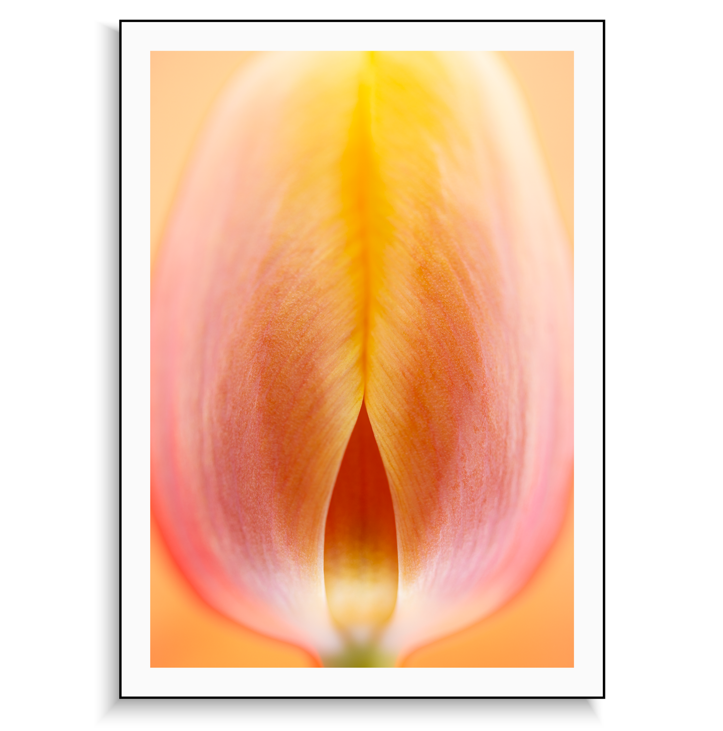 Fine art print | Radiant Bud