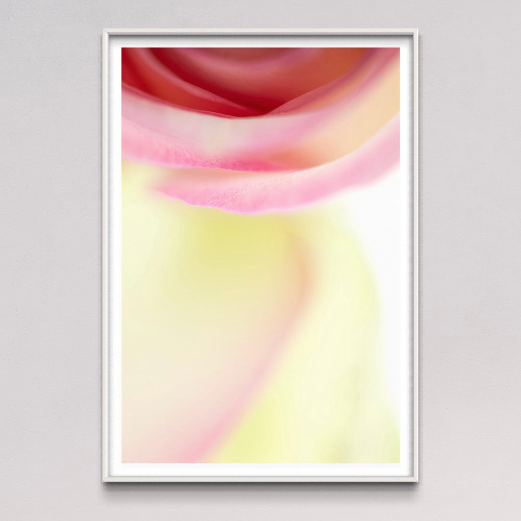 Fine art print | Rose swirl